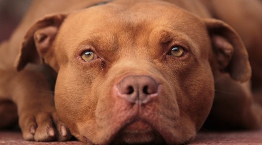 Red-Nose-Pit-Bull-Terrier.jpg