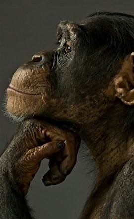 monkie.jpg