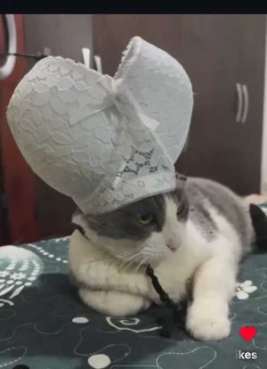 pope.jpeg