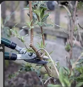 Screenshot 2025-11-08 081757.webp Screenshot 2025-11-08 081757.webp