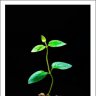 Regeneration