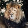 Lions Mane