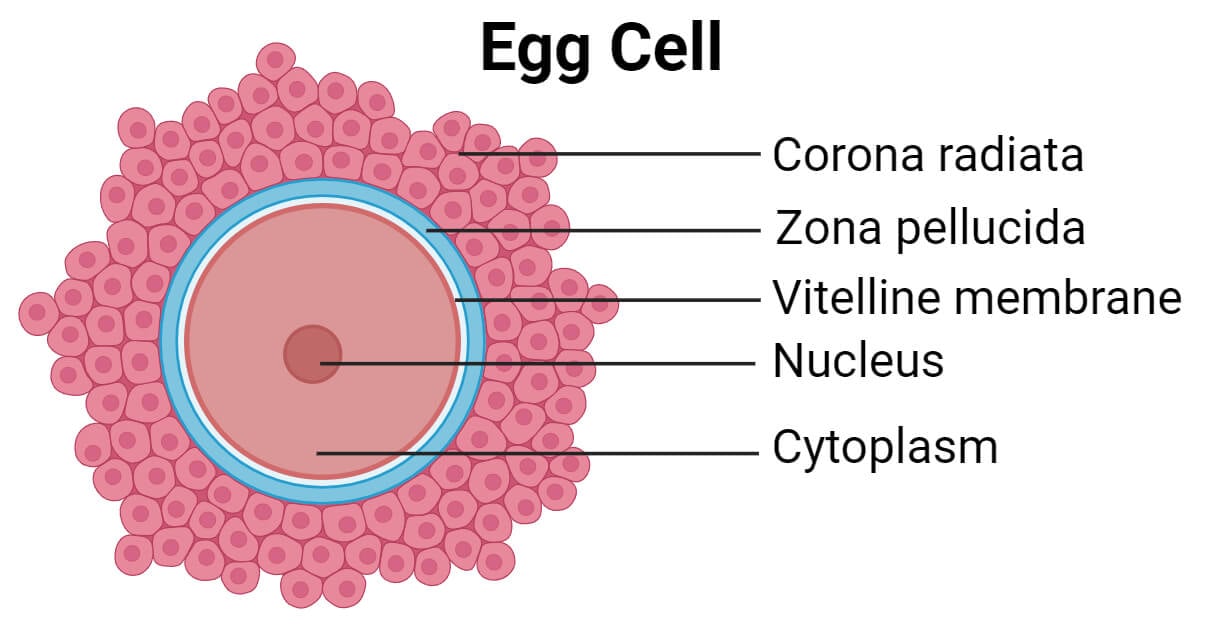 Structure-of-Egg-Cell.jpeg
